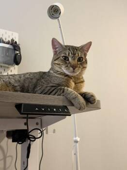Frappucino -  Domestic Short Hair Cat for Adoption in New York, New York - Frappucino | PetCurious