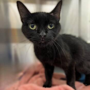 Domestic Short Hair Cats Available for Adoption - Eve | PetCurious