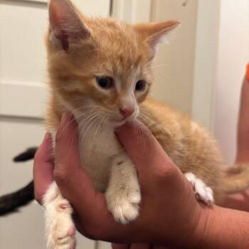 Sparks -  Domestic Short Hair Cat for Adoption in Buffalo, Minnesota - Sparks | PetCurious