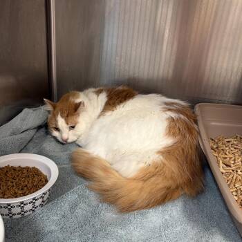 Jasper -  Domestic Medium Hair Cat for Adoption in Port Charlotte, Florida - Jasper | PetCurious