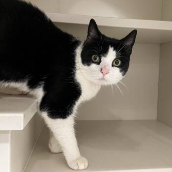Susie -  Domestic Short Hair and Mixed Breed Cat for Adoption in Fairport, New York - Susie | PetCurious
