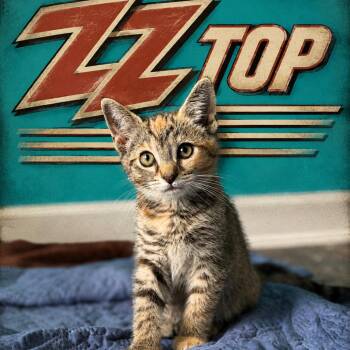 ZZ Top -  Domestic Short Hair Cat for Adoption in Brownsboro, Alabama - ZZ Top | PetCurious