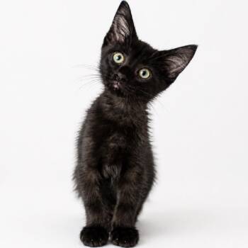 Pythagoras -  Domestic Short Hair Cat Available for Adoption in Quail Heights, Florida - Pythagoras | PetCurious