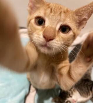 Ray -  Domestic Short Hair Cat for Adoption in Media, Pennsylvania - Ray | PetCurious
