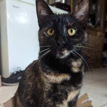 Rescue Domestic Short Hair Cats for Adoption in Villa Park, California - Stacy | PetCurious