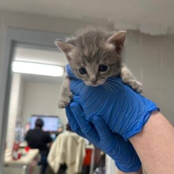 Domestic Short Hair Cats Available for Adoption in Indianapolis, Indiana - Jenna Purrtega | PetCurious