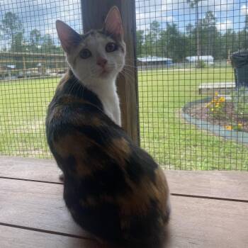 Lucky Charm -  American Shorthair Cat for Adoption in Freeport, Florida - Lucky Charm | PetCurious