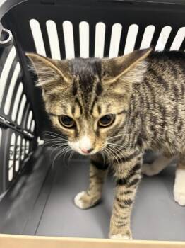 Nf-23 Franco -  Domestic Short Hair Cat for Adoption in Lawrenceville, Georgia - Nf-23 Franco | PetCurious