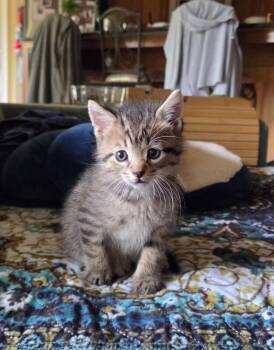 Domestic Short Hair Cats Available for Adoption in Jackson, Tennessee - Nugget | PetCurious