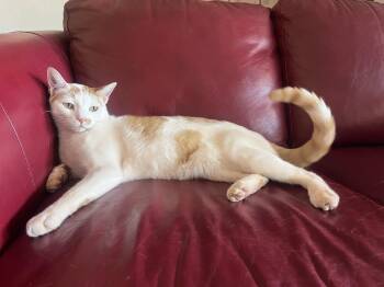 Rescue Domestic Short Hair Cats for Adoption in Hurricane, Utah - Kevin The Cat | PetCurious