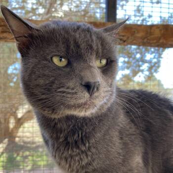 Poseidon -  Domestic Short Hair Cat for Adoption in Kanab, Utah - Poseidon | PetCurious