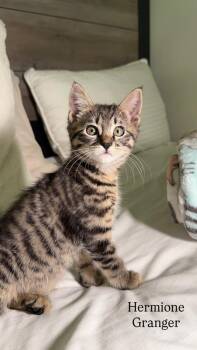 HERMIONE GRANGER -  Domestic Short Hair Cat for Adoption in Beaumont, California - HERMIONE GRANGER | PetCurious