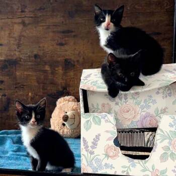 Coco Bean -  Domestic Short Hair Cat for Adoption in Harrisonburg, Virginia - Coco Bean | PetCurious