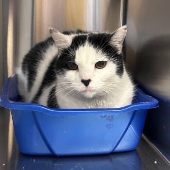 Maddie -  Domestic Short Hair Cat for Adoption in Knoxville, Tennessee - Maddie | PetCurious