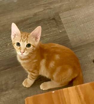 Rowan -  Domestic Short Hair Cat for Adoption in Smithfield, North Carolina - Rowan | PetCurious