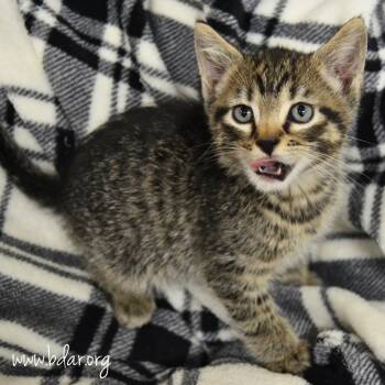Lunch Box -  Domestic Short Hair Cat for Adoption in Cheyenne, Wyoming - Lunch Box | PetCurious