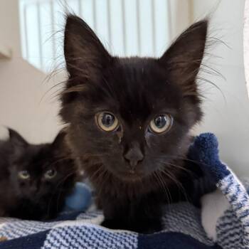 Pixar -  Domestic Medium Hair Cat for Adoption in Oakland, California - Pixar | PetCurious