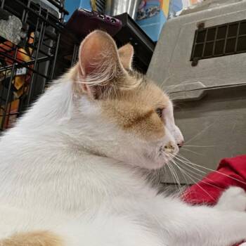 Lovey Dovey -  Domestic Short Hair Cat for Adoption in San Antonio, Texas - Lovey Dovey | PetCurious