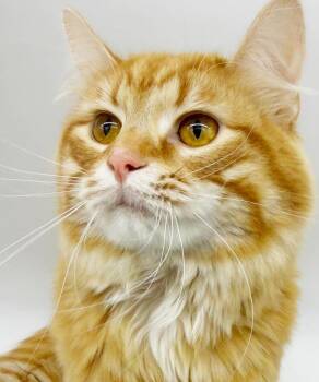 Sol is the sun in your sky - floofy angel - VIDEOS too -  Maine Coon and Tabby Cat for Adoption in Bedford Hills, New York - Sol Is The Sun In Your Sky - Floofy Angel - VIDEOS Too | PetCurious