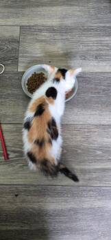 Nellie -  Domestic Short Hair Cat for Adoption in Greenbelt, Maryland - Nellie | PetCurious