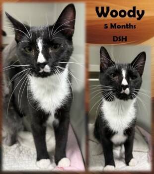 Rescue Domestic Short Hair Cats for Adoption in Franklin, Indiana - Woody | PetCurious