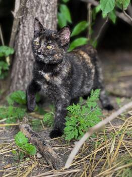Brinley -  Tortoiseshell Cat for Adoption in Copley, Ohio - Brinley | PetCurious