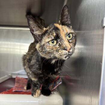 Domestic Short Hair Cats Available for Adoption in Las Vegas, Nevada - Bo-Katan 53842 | PetCurious
