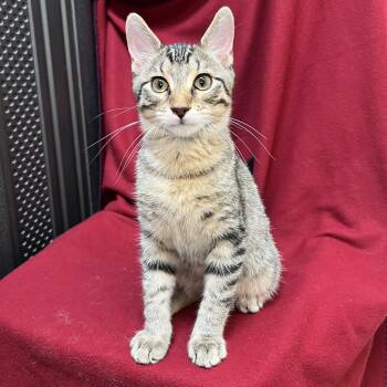 Barnabus -  Domestic Short Hair Cat for Adoption in Fairmont, Minnesota - Barnabus | PetCurious