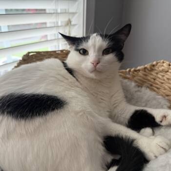 Lucy -  American Shorthair Cat for Adoption in Hickory, North Carolina - Lucy | PetCurious