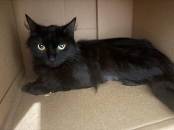 Sierra Mist -  Domestic Long Hair Cat for Adoption in Dallas, Texas - Sierra Mist | PetCurious