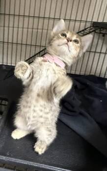 Lola -  Domestic Short Hair Cat for Adoption in Wilkesboro, North Carolina - Lola | PetCurious
