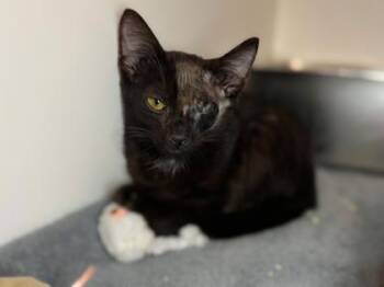Ludo -  Domestic Short Hair Cat for Adoption in Newberg, Oregon - Ludo | PetCurious