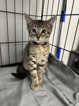 Sheldon -  Domestic Short Hair Cat for Adoption in West Chester, Pennsylvania - Sheldon | PetCurious