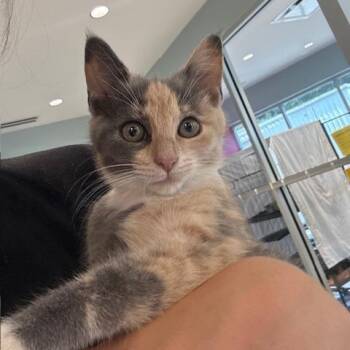 Nancy Drew -  Domestic Short Hair Cat for Adoption in Mooresville, North Carolina - Nancy Drew | PetCurious