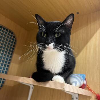Sylvester -  Domestic Short Hair Cat for Adoption in Manhattan, Kansas - Sylvester | PetCurious