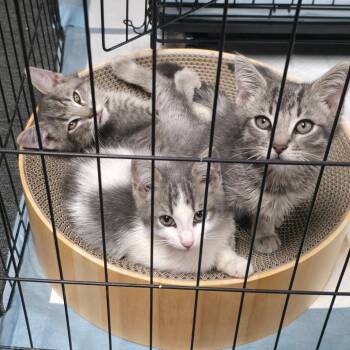 Milo -  Domestic Short Hair Cat for Adoption in Monroe, Michigan - Milo | PetCurious