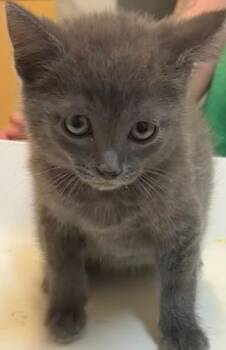 Domestic Short Hair Cats Available for Adoption in Elizabethton, Tennessee - NIMBUS | PetCurious