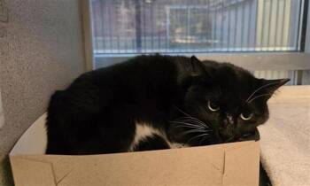 Rescue Domestic Short Hair Cats for Adoption in San Antonio, Texas - BOOTS | PetCurious