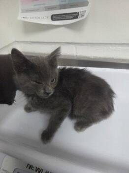 Turnip -  Domestic Medium Hair Cat for Adoption in Oakland, California - Turnip | PetCurious