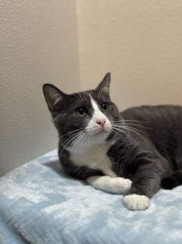 Colby Jack -  Domestic Short Hair Cat for Adoption in Dallas, Texas - Colby Jack | PetCurious