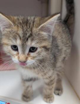 Teddy -  Domestic Short Hair Cat for Adoption in Salt Lake City, Utah - Teddy | PetCurious