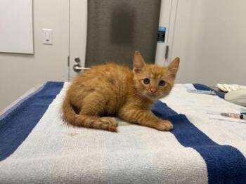 Is That My Phone? -  Domestic Short Hair Cat for Adoption in Kansas City, Missouri - Is That My Phone? | PetCurious