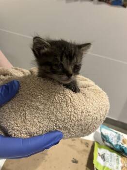 GOOBY -  Domestic Short Hair Cat for Adoption in Dallas, Texas - GOOBY | PetCurious
