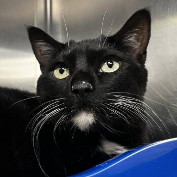 Blair -  Domestic Short Hair and Mixed Breed Cat for Adoption in Palm Springs, California - Blair | PetCurious