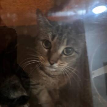 Domestic Short Hair Cats Available for Adoption - Stardust | PetCurious