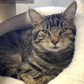 NCI5618 Fabio -  Domestic Short Hair Cat for Adoption in Port Washington, New York - NCI5618 Fabio | PetCurious