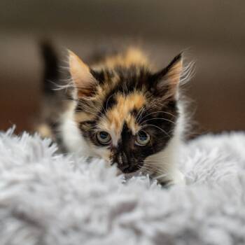 Ribeye -  Domestic Short Hair Cat for Adoption in Gainesville, Georgia - Ribeye | PetCurious