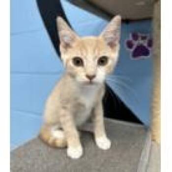 Chaz -  Domestic Short Hair Cat for Adoption in Tallahassee, Florida - Chaz | PetCurious