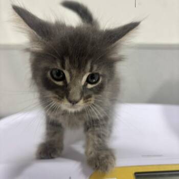 Felix -  Domestic Short Hair Cat for Adoption in Tampa, Florida - Felix | PetCurious