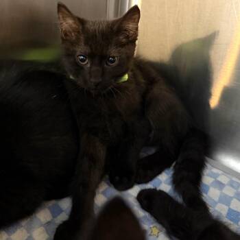 Pocus -  Domestic Medium Hair Cat for Adoption in Belleville, Illinois - Pocus | PetCurious